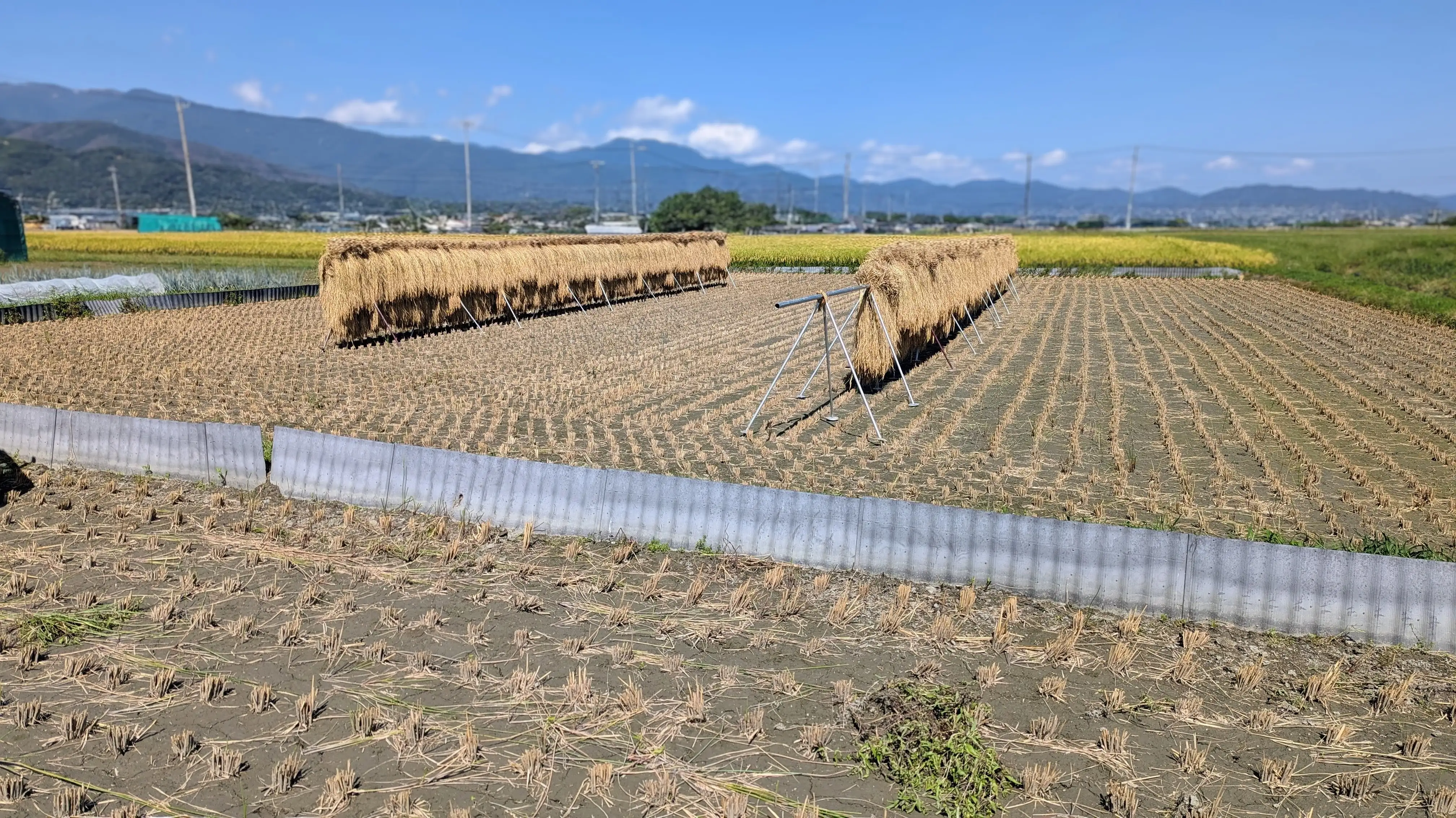 稲架掛けされた稲補